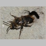 Melecta albifrons - Trauerbiene 06 14mm am IH.jpg